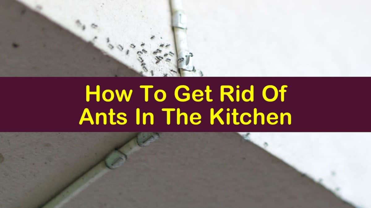 Htw How To Get Rid Of Ants In The Kitchen T1 1200x675 