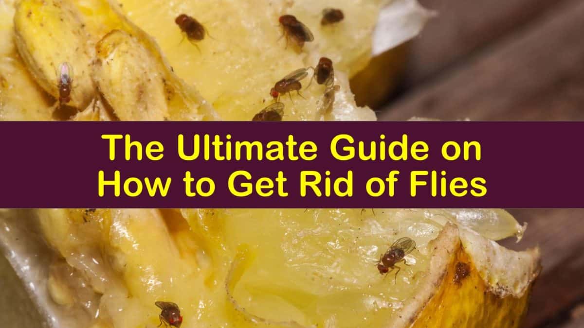 The Ultimate Guide On How To Get Rid Of Flies