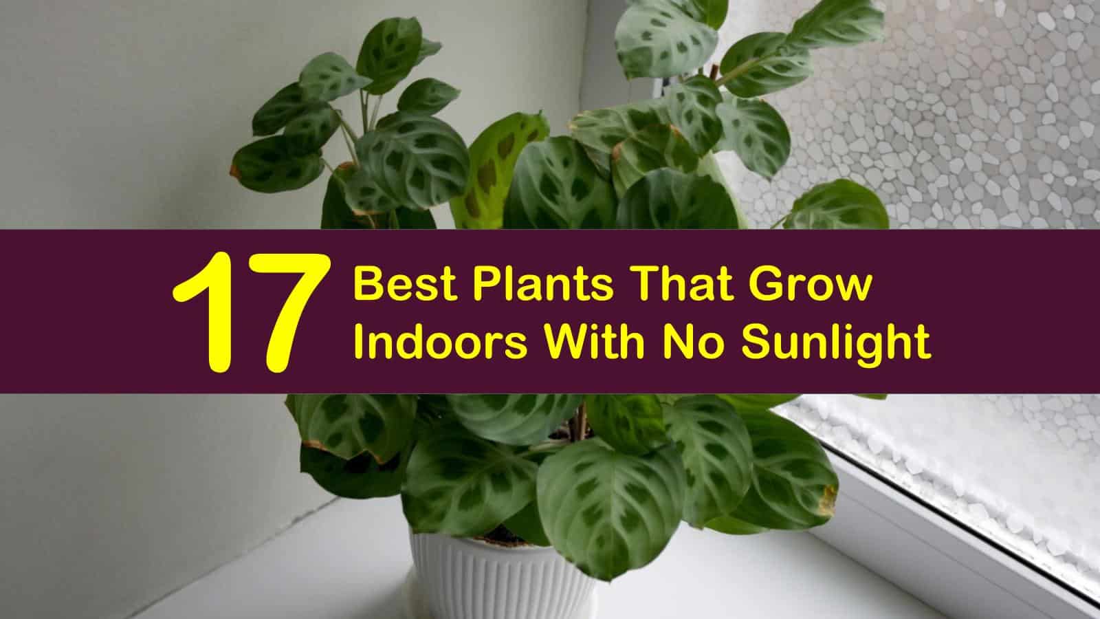 17 Best Plants That Grow Indoors With No Sunlight